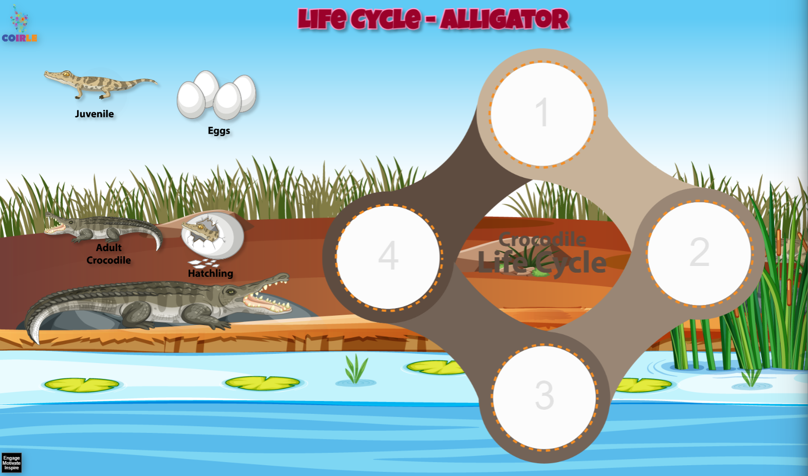 Life Cycle - Alligator - Coirle